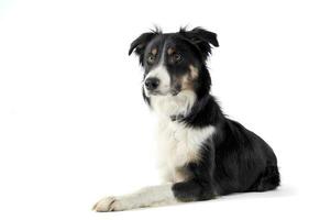 Studio shot of an adorable shepherd dog looking curiously at the camera photo