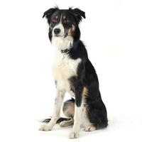 border collie sitting in white studio floor photo