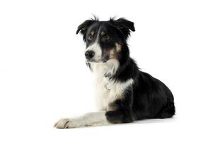 Studio shot of an adorable shepherd dog looking curiously at the camera photo