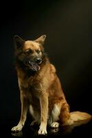 Studio shot of an adorable mixed breed dog photo