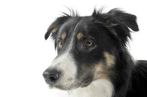 Portrait of an adorable shepherd dog looking curiously photo