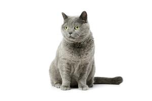 Studio shot of a lovely british cat photo