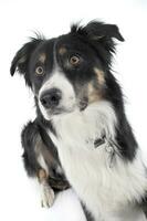 Studio shot of an adorable shepherd dog looking curiously photo