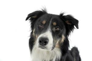 Portrait of an adorable shepherd dog looking curiously at the camera photo