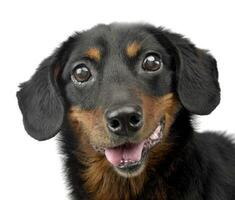 Portrait of an adorable mixed breed dog photo