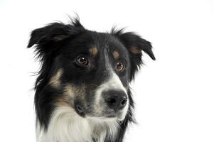 Portrait of an adorable shepherd dog looking curiously photo