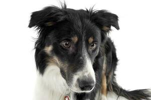 Portrait of an adorable shepherd dog looking curiously photo