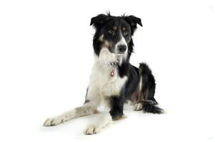 Studio shot of an adorable shepherd dog looking curiously photo
