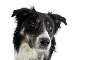 Portrait of an adorable shepherd dog looking curiously photo