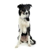 Studio shot of an adorable shepherd dog looking curiously photo