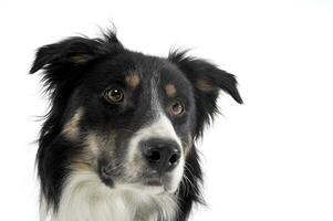 Portrait of an adorable shepherd dog looking curiously photo