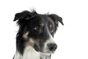 Portrait of an adorable shepherd dog looking curiously photo