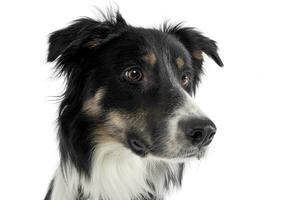 Portrait of an adorable shepherd dog looking curiously photo