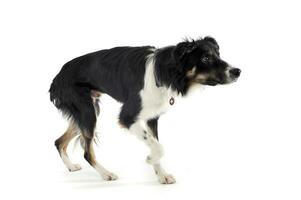 Studio shot of an adorable shepherd dog walking on white background photo