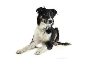 Studio shot of an adorable shepherd dog looking curiously photo