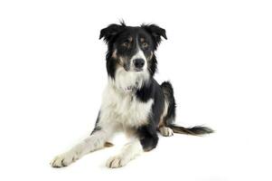 Studio shot of an adorable shepherd dog looking curiously photo