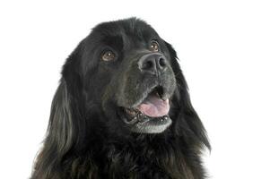 Portrait of an adorable Newfoundland looking up curiously photo