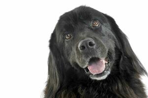 Portrait of an adorable Newfoundland looking curiously at the camera photo