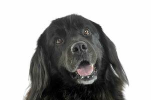 Portrait of an adorable Newfoundland looking curiously at the camera photo