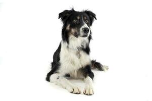 Studio shot of an adorable shepherd dog looking curiously photo