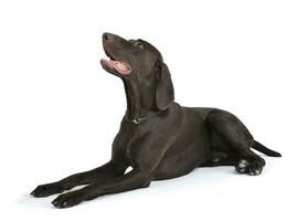 german pointer lying in white  studio floor photo