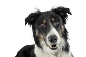 Portrait of an adorable shepherd dog looking curiously at the camera photo