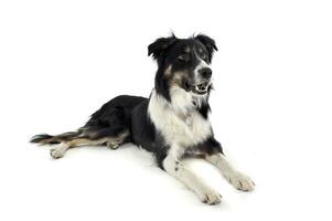 Studio shot of an adorable shepherd dog looking curiously photo