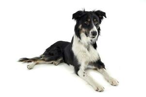 Studio shot of an adorable shepherd dog looking curiously photo