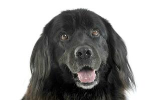 Portrait of an adorable Newfoundland looking curiously at the camera photo