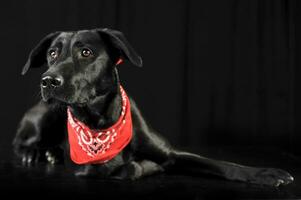 Mixed breed black dog in red scarf lying in a dark photostudio photo