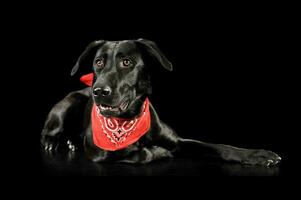 Studio shot of an adorable mixed breed dog photo