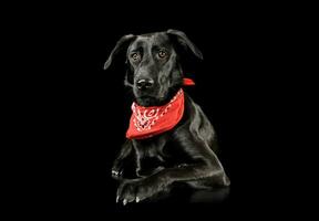 Studio shot of an adorable mixed breed dog photo