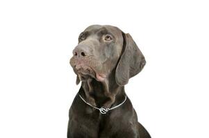 Portrait of an adorable Deutsch Kurzhaar looking up curiously - isolated on white background photo