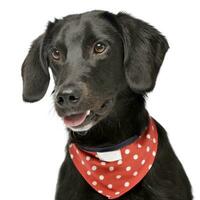 An adorable mixed breed dog with red polka dot scarf photo