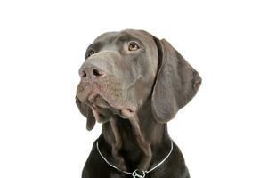 Portrait of an adorable Deutsch Kurzhaar looking up curiously - isolated on white background photo