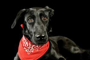 Portrait of an adorable mixed breed dog photo