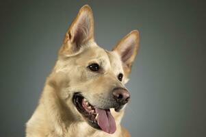 German shepherd portrait in a dark studio photo