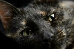 Portrait of an adorable domestic cat photo