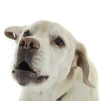 labrador retriever portrait in white studio photo