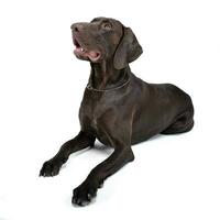 german pointer lying in white  studio floor photo