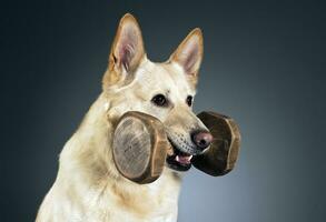 German shepherd portrait in a dark studio photo