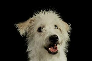 Portrait of an adorable mixed breed dog photo