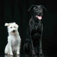 black and white mixed breed  dog sitting in a dark photostudio photo