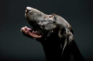 Portrait of an adorable Deutsch Kurzhaar looking up curiously - isolated on grey background photo