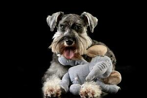 An adorable miniature schnauzer with a stuffed elephant photo