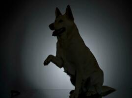 German shepherd silhouette in a dark studio photo