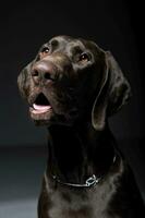 Portrait of an adorable Deutsch Kurzhaar looking curiously - isolated on grey background photo