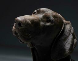 German pointer portrait in a dark photostudio photo