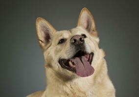 German shepherd portrait in a dark studio photo