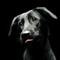 Mixed breed black dog portrait in a dark photostudio photo